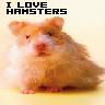 Hamster avatars