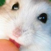 Hamster avatars