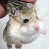 Hamster avatars