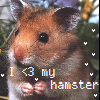 Hamster avatars