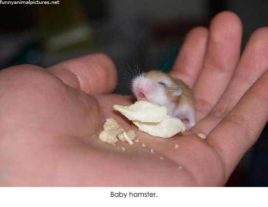 Hamster avatars