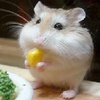 Hamster