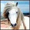 Horses avatars