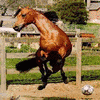 Horses avatars
