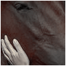 Horses avatars