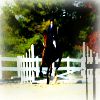 Horses avatars