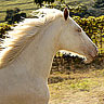 Horses avatars