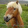 Horses avatars