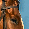 Horses avatars