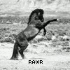 Horses avatars
