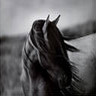 Horses avatars