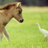 Horses avatars