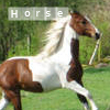 Horses avatars