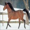 Horses avatars