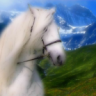 Horses avatars