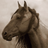 Horses avatars