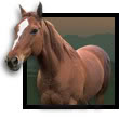 Horses avatars