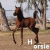 Horses avatars
