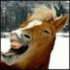 Horses avatars