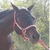 Horses avatars