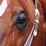 Horses avatars