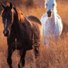 Horses avatars