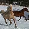 Horses avatars