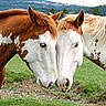 Horses