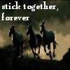 Horses avatars