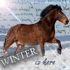 Horses avatars