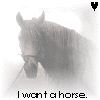Horses avatars