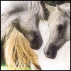 Horses avatars