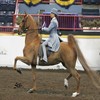 Horses avatars