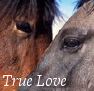 Horses avatars