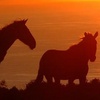 Horses avatars