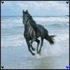 Horses avatars