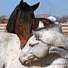 Horses avatars