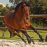 Horses avatars