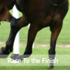 Horses avatars