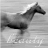 Horses avatars