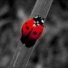 Ladybug avatars