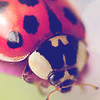 Ladybug avatars