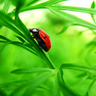 Ladybug