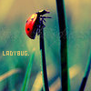 Ladybug