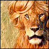 Lion avatars