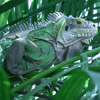 Lizard avatars