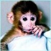 Monkeys avatars