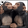 Monkeys avatars