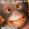 Monkeys avatars
