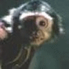 Monkeys avatars